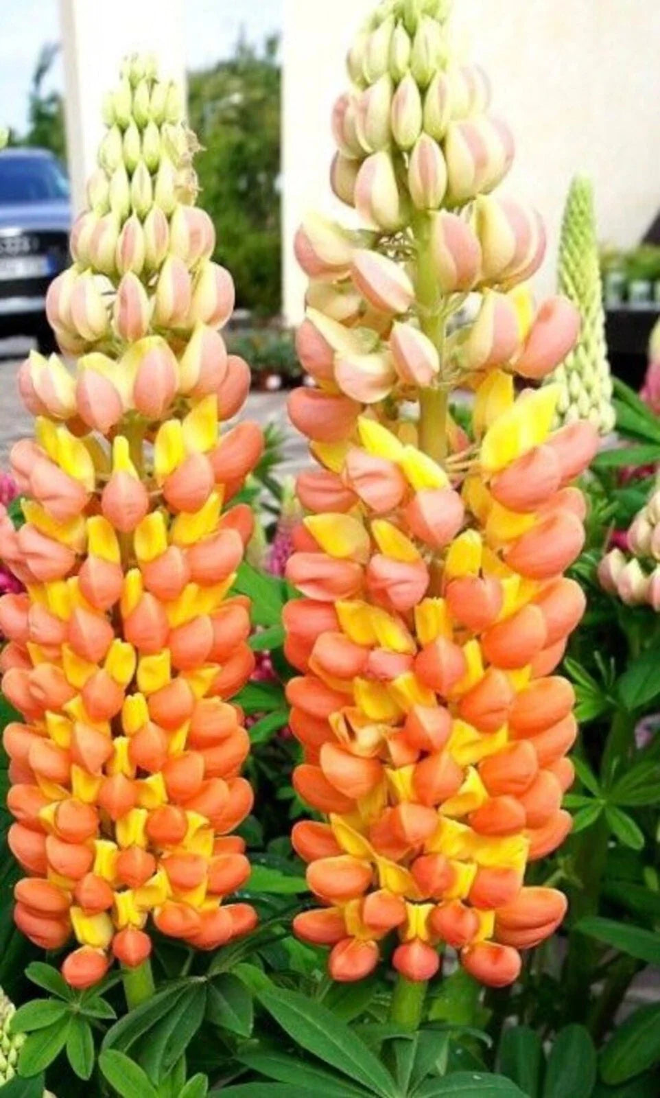 Lupine Seeds - 25 Pack - Orange Yellow Perennial Flowers - Lupinus polyphyllus - Hardy, Drought-Tolerant Garden Seeds
