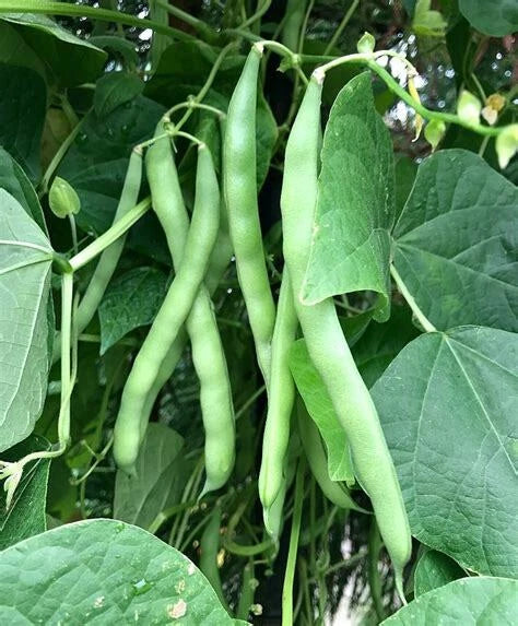 Blue Lake Pole Bean Seeds - 50 Ct Heirloom Non-GMO Vegetable Seeds