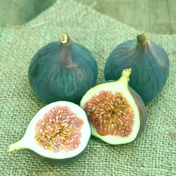 Magnolia Fig Live Starter Plant 4+ Inches | Ficus carica Sweet Flavor Zones 7-10