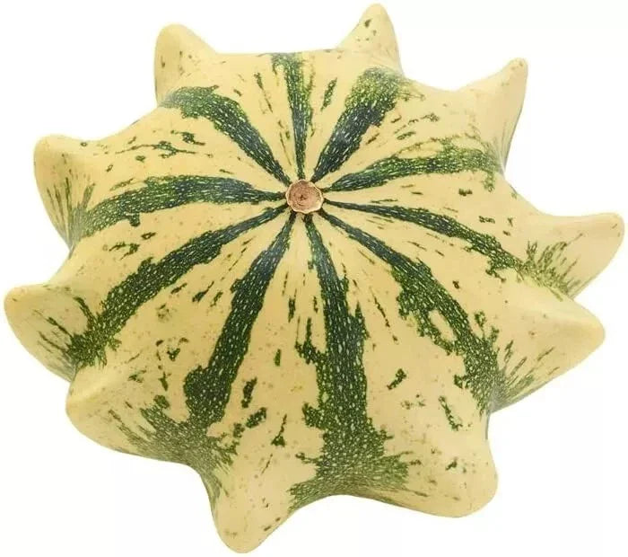 Crown of Thorns Shenot Gourd Seeds - 30+ Organic Heirloom Non-GMO Squash for Home Gardening