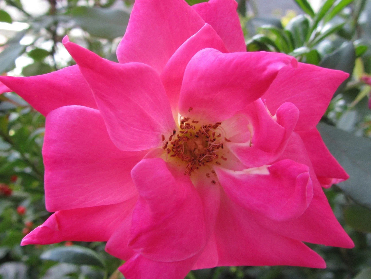 Pink Rose Cuttings - 5 Organic Ready to Root Rosa spp. Garden Plantings for Garden Beds and Containers
