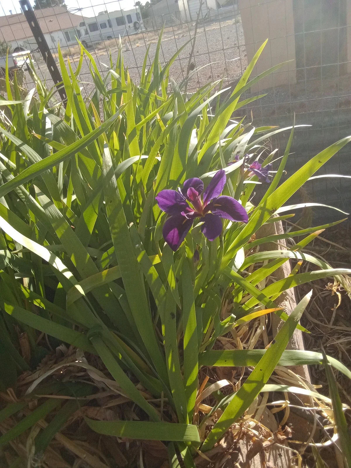 4X Live Hardy Louisiana Black Gamecock Iris Pond Plant - Iris virginica, Aquatic Marginal Plant for Water Gardens