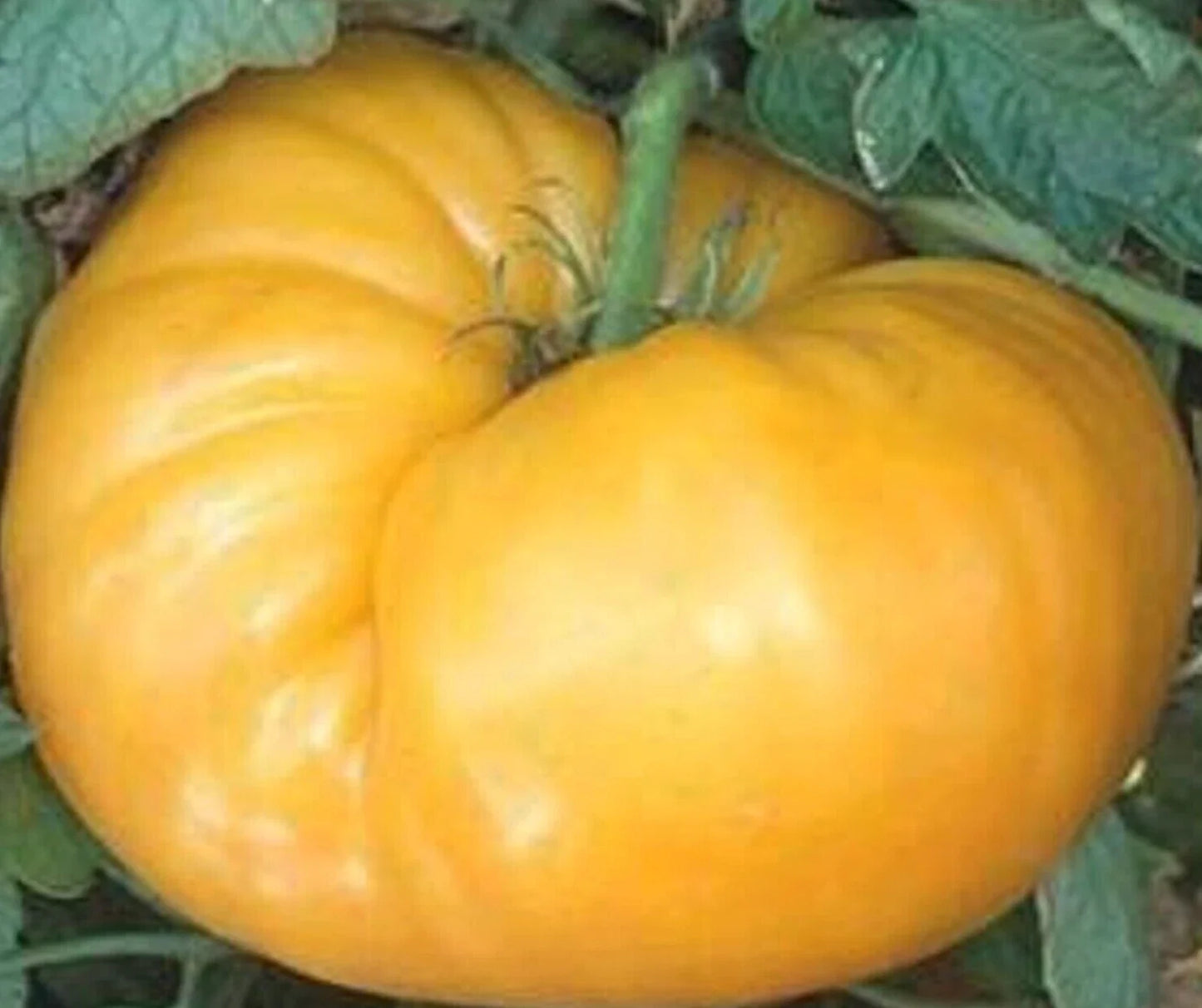 Kentucky Beefsteak Tomato Seeds – Indeterminate Yellow-Orange Heirloom Solanum lycopersicum, 100+ Seeds for Garden Planting