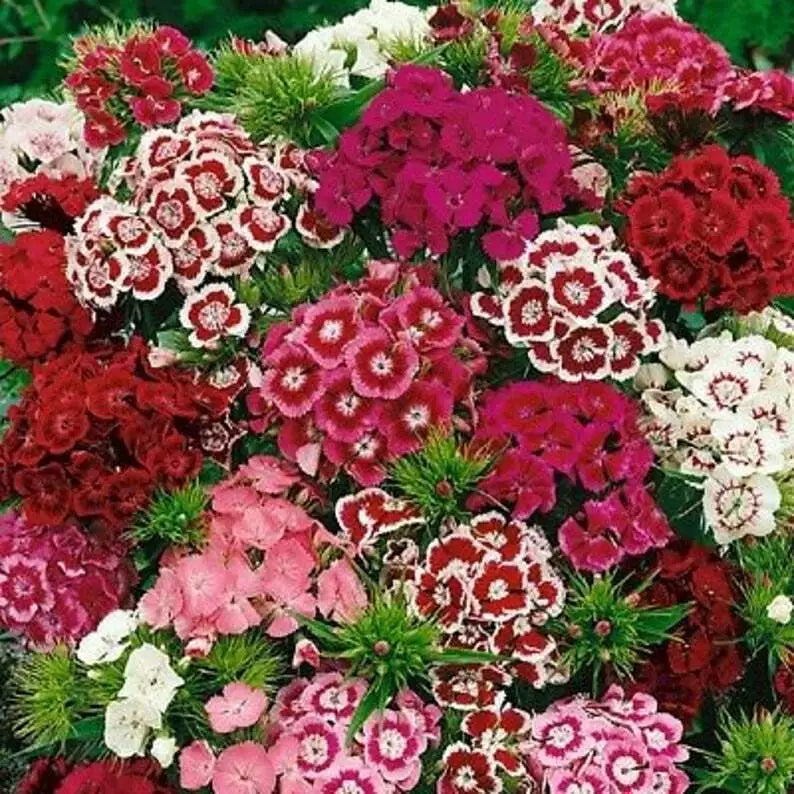 Sweet William Flower Seeds 300+ Mixed Multi-Color Scented Dianthus barbatus USA