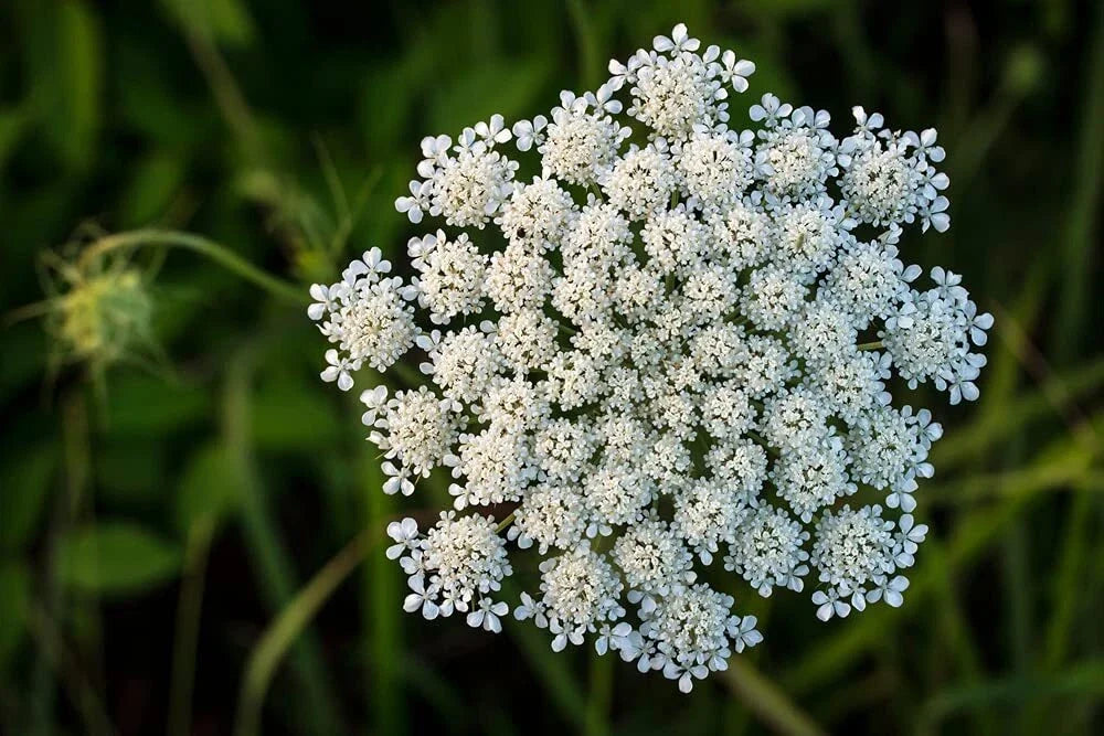 Queen Anne's Lace Seeds - 250 Pack - Daucus carota - Non-GMO, USA Grown, Wildflower, Butterfly Attracting
