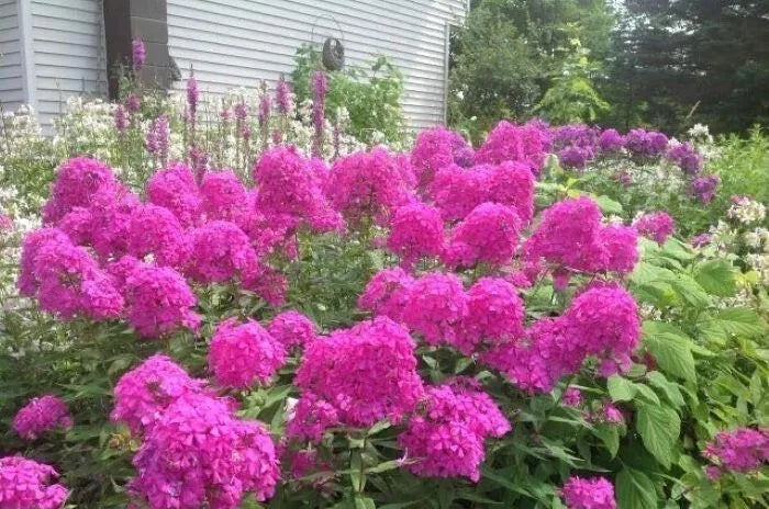 Tall Garden Phlox Plants 3-Pack | Fragrant, Butterfly-Friendly | Phlox paniculata | Spring 2025 Shipping