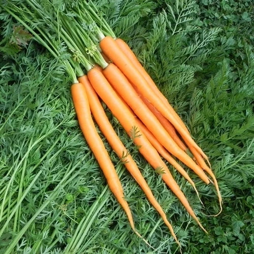 Imperator 58 Carrot Seeds - 200 Count Packet - Daucus carota Heirloom Vegetable Garden Seeds