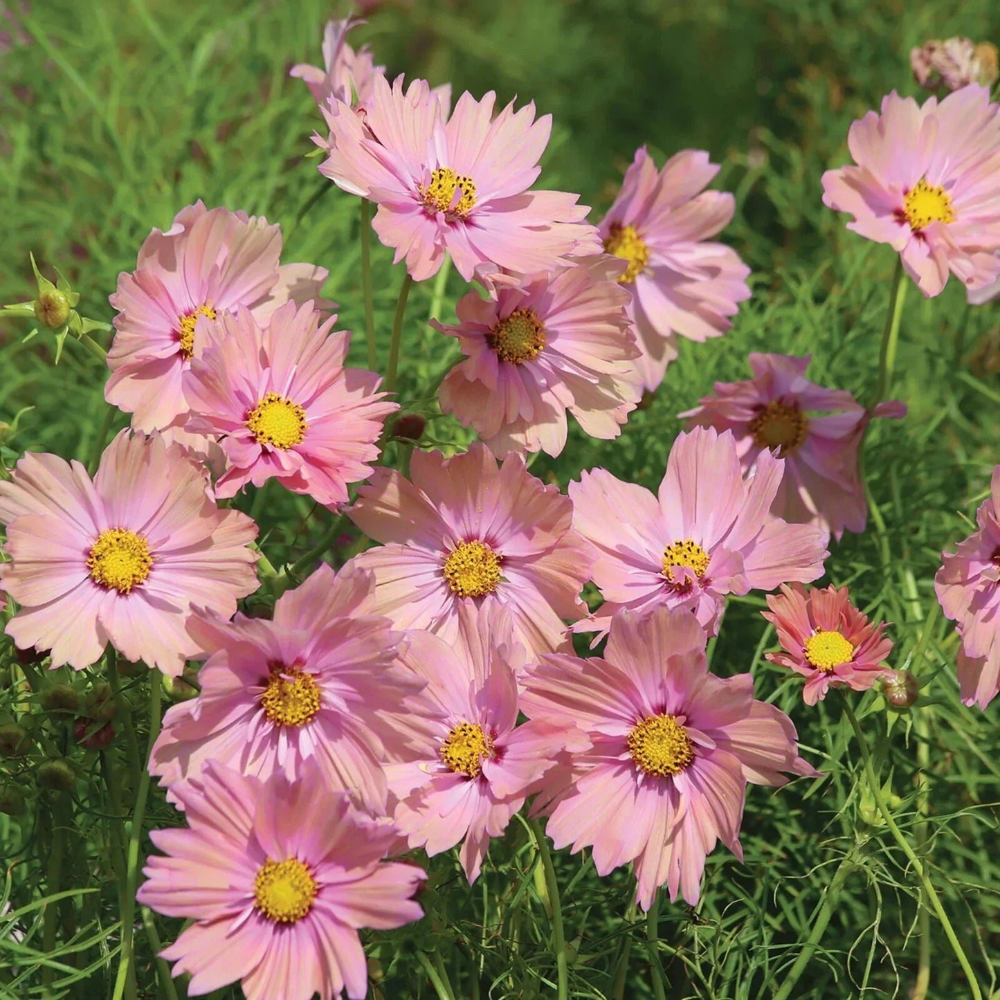 Apricotta Cosmos Seeds - 200+ Pack, Bright Orange Flowers, Cosmos bipinnatus, Annual Garden Planting