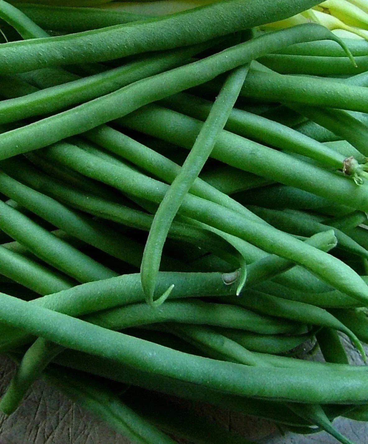 Black Valentine Bush Green Bean Seeds - Stringless, Non-GMO, Heirloom Phaseolus vulgaris