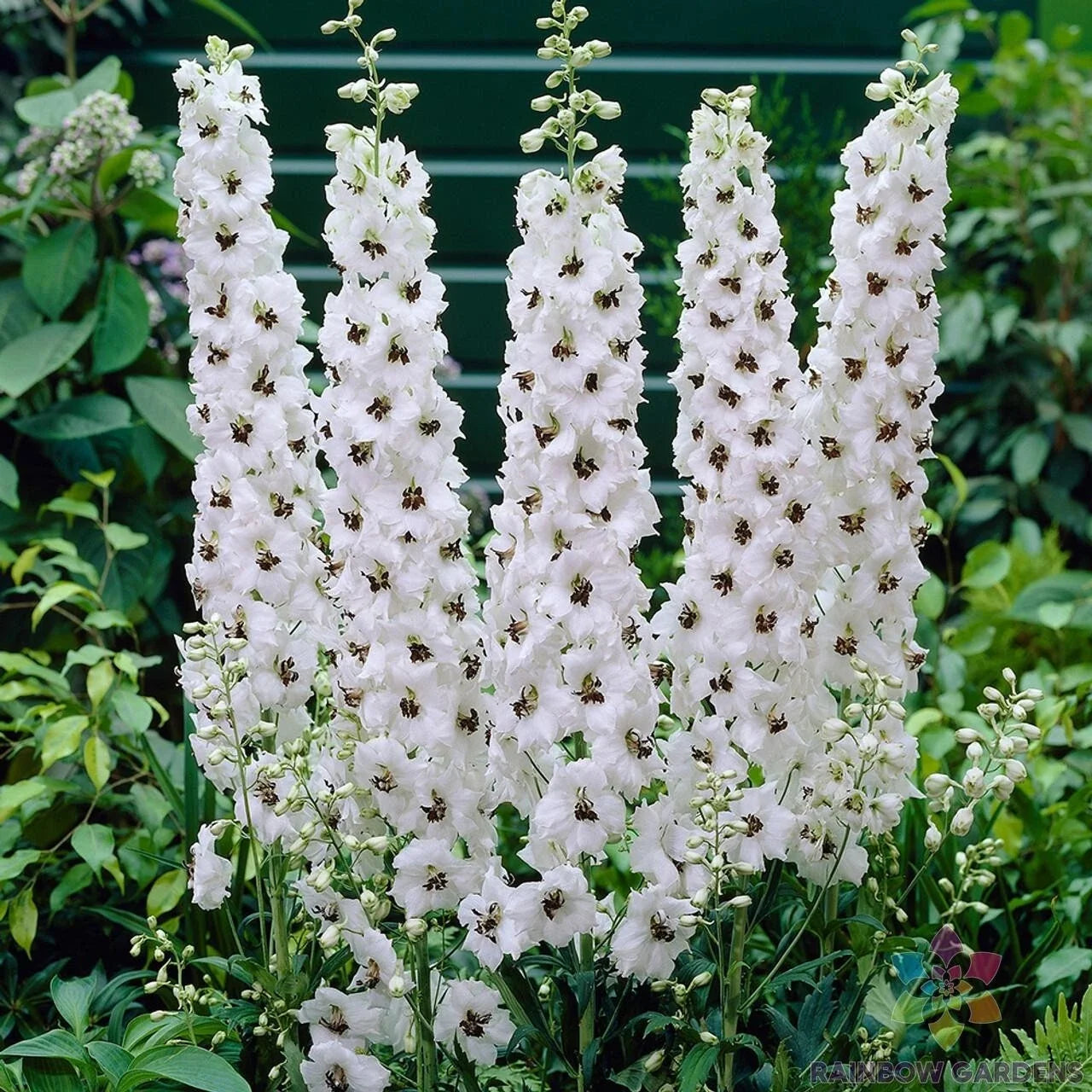 Pacific Giant Galahad Delphinium Seeds - 200+ Blue Flower Garden Seeds - Delphinium elatum, Upright, Full Sun, USA