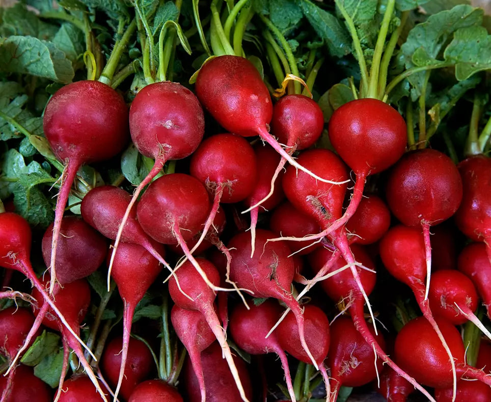 Early Scarlet Globe Radish Seeds 200+ - Non-GMO Heirloom Raphanus sativus