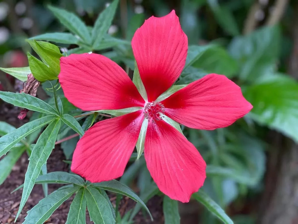 Texas Star Hibiscus Seeds 50 Count - Red Flowering Hibiscus coccineus for Garden Planting