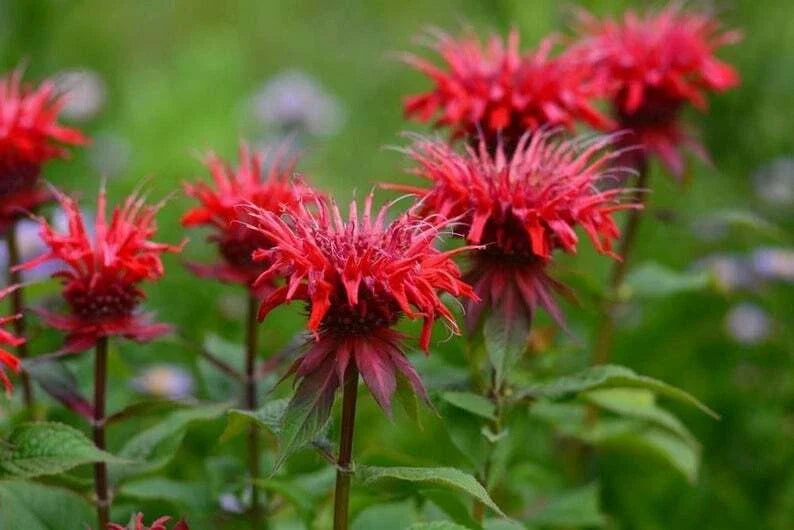 Red Bee Balm Seeds - 100 Pack, Hummingbird Flower, Monarda didyma, Attracts Pollinators, Perennial, Full Sun, Easy to Grow