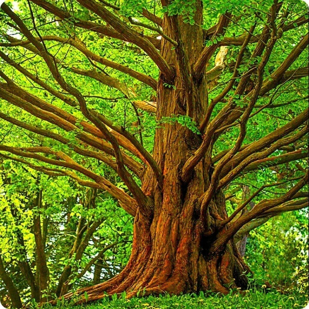 Dawn Redwood Tree Seeds - 30 Pack - Metasequoia glyptostroboides - Fast-Growing Conifer for Landscaping and Gardens
