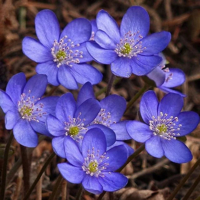 Hepatica Bare-Root Plant | Anemone hepatica | Perennial Wildflower for Shade Gardens