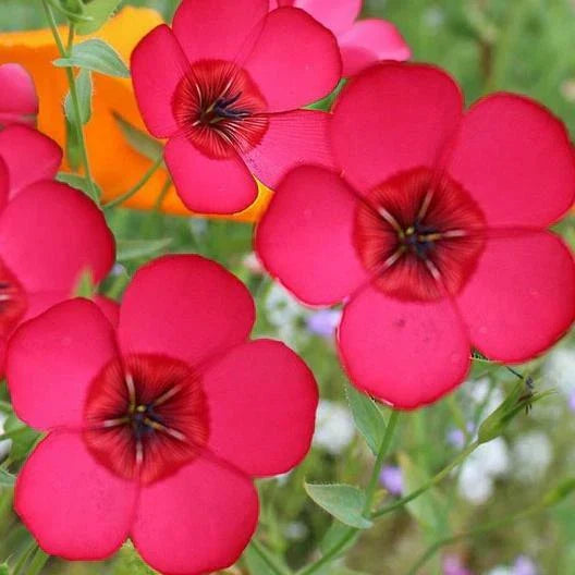 Flax Seeds - 500 Non-GMO Scarlet Red Annual Wildflower Seeds for Pollinators - Partial Shade