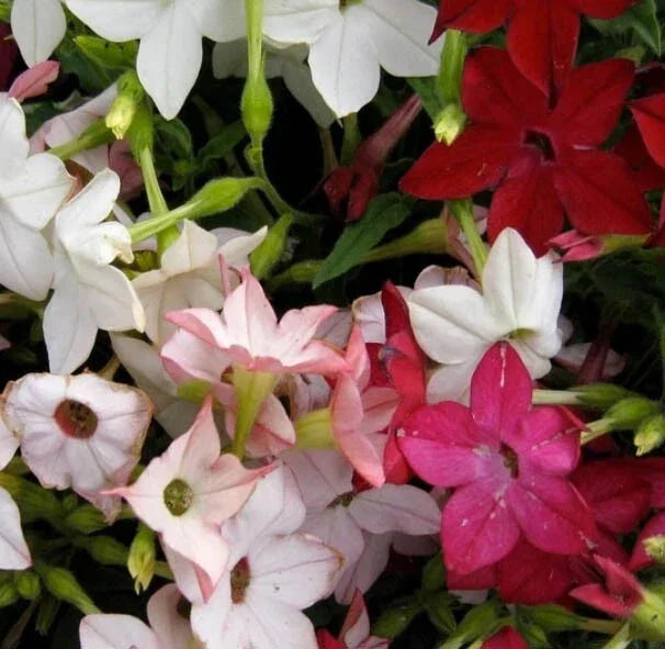 Tobacco Seeds - 1000 Non-GMO SENSATION Mix (Jasmine) - Fragrant Nicotiana Flowers