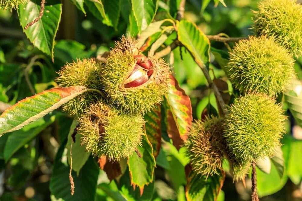 Chinese Chestnuts Tree Seeds - 100 Pack for Planting, Edible Nut, Wildlife Attractant, Castanea mollissima