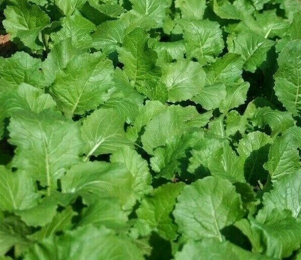 Seven Top Turnip Seeds - 1000+ Heirloom Brassica rapa Garden Seeds