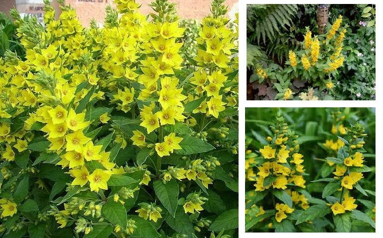 Yellow Loosestrife Root Systems Starts – Perennial Wetland Plant for Marsh and Bog Gardens – Lysimachia vulgaris
