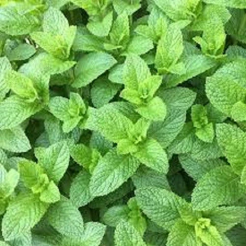 Premium Spearmint Herb Seeds - Mentha spicata, 200+ Organic Seeds for Culinary, Tea & Aromatic Uses, Indoor & Outdoor Gardening