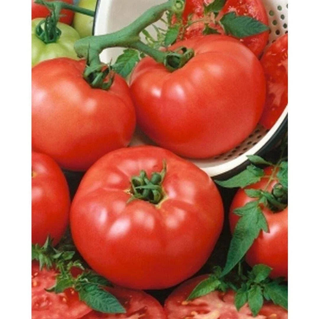 Tomato Seeds 1000 Count BrandyMaster F1 Hybrid Beefsteak Juicy & Firm Solanum lycopersicum