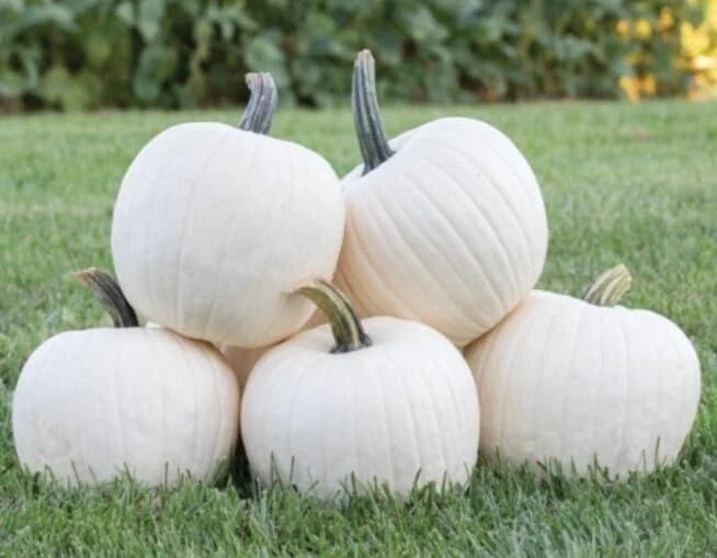 White Gold Pumpkin Seeds - Heirloom Cucurbita pepo, 10 Pack, Large White Pumpkins for Gardening & Fall Decor