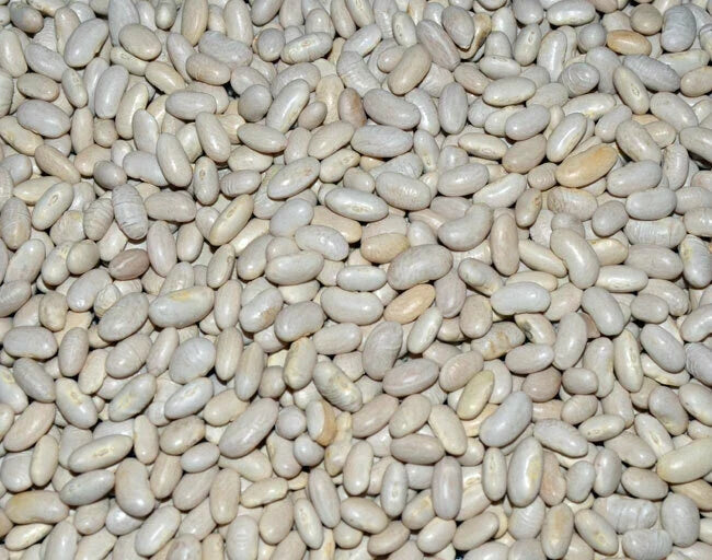 Great Northern Soup Bean Seeds – Organic Phaseolus vulgaris, Bush Type, Hearty Beans for Soups & Stews, Non-GMO, Free Shipping