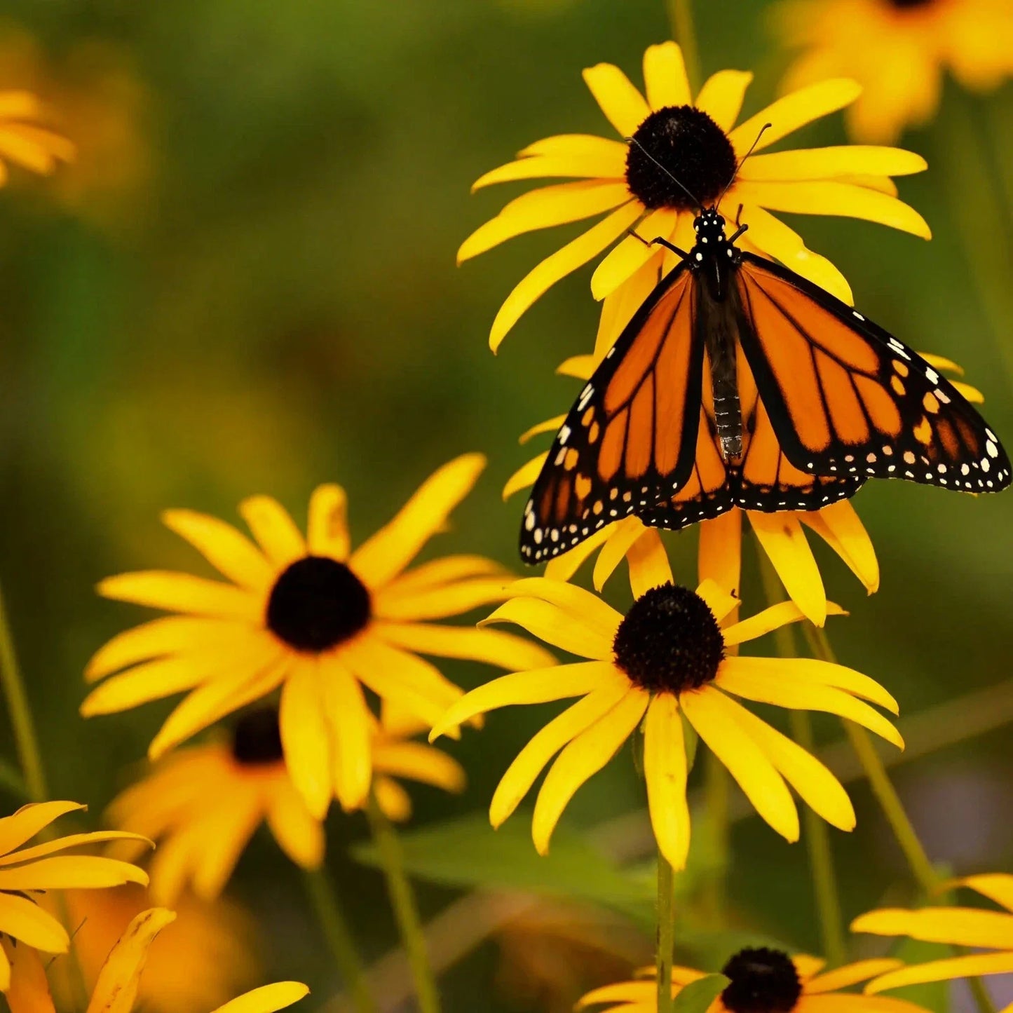 Rudbeckia Seeds - 500+ Pack - Black Eye Susan Perennials with Vibrant Yellow Flowers - Rudbeckia hirta Seeds