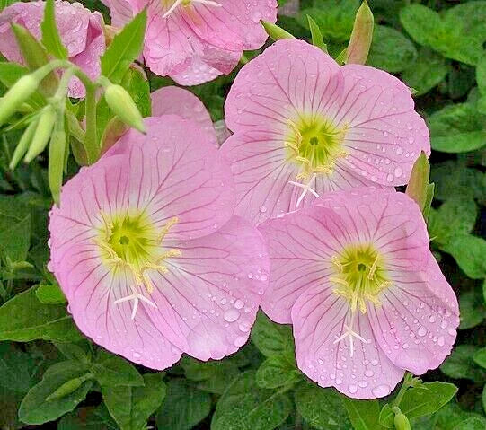 Showy Pink Evening Primrose Seeds - 100 Count - Oenothera speciosa - Pink Flowering Perennial