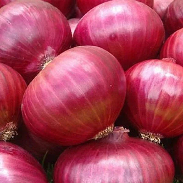 Red Grano Onion Seeds - Heirloom Non-GMO Vegetable Seeds for Garden, Allium cepa, Bulb-Forming, 100 Seeds