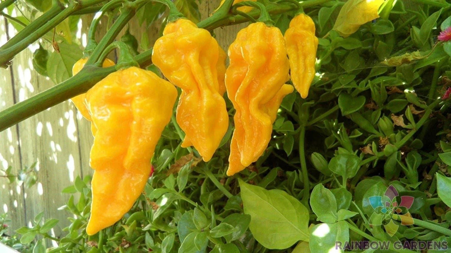 Devil's Tongue Yellow Hot Pepper Seeds - 25+ Capsicum chinense, Fiery Yellow Peppers, Garden & Container Growing, Non-GMO