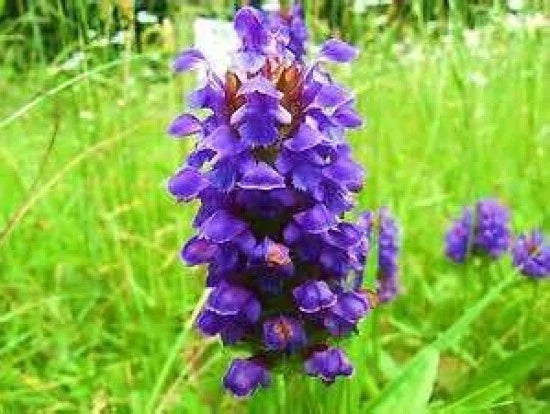 Heal All Seeds - 50 Prunella vulgaris Perennial Herb, Medicinal Plant, Easy to Grow, Pollinator Attracting, Free USA Shipping