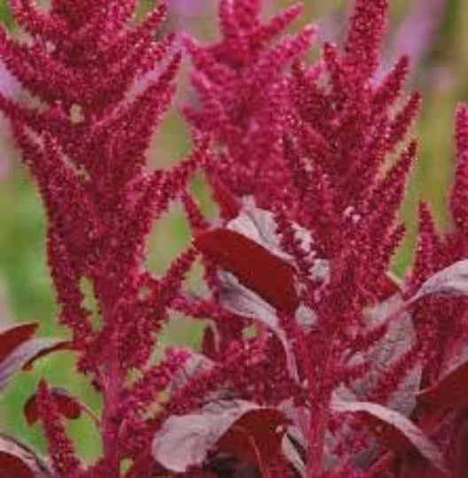 Love-Lies-Bleeding Seeds 100 Pack, Red Spike, Burgundy Foliage, Amaranthus Cruentus, Ornamental Garden Seeds