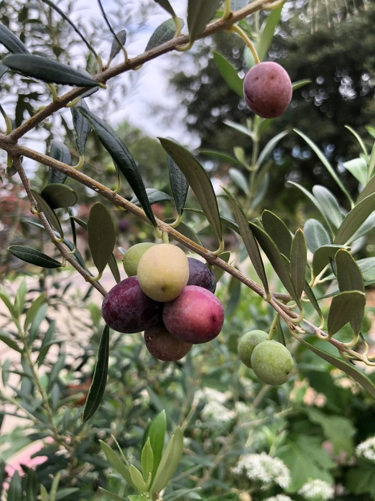 Organic Olive Tree Starter Plant - Arbequina Variety - 6-10 Inches - Olea europaea - Well Rooted Live Plant