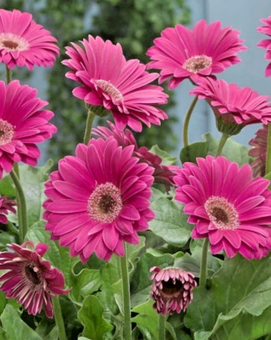 Gerbera Sweet Spice Daisies Live Plant 3-5" Compact Vibrant Blooms Gerbera jamesonii