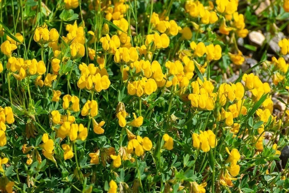 Birdsfoot Trefoil Seed - 5 Pounds Forage Legume for Pasture, Hay, Silage Lotus corniculatus
