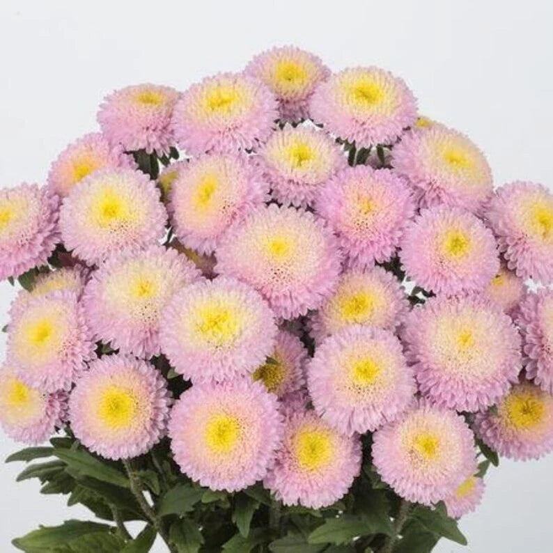 Bonita Shell Pink Aster Seeds - 30 Pack, Symphyotrichum novae-angliae, Pink Flowers, Attracts Pollinators, USA Grown