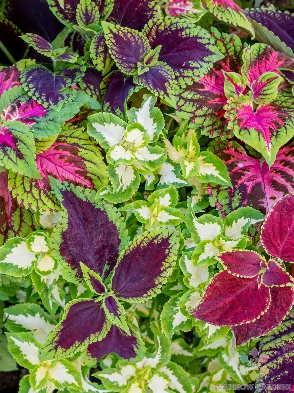 Rainbow Mix Coleus Seeds – 25+ Hybrid Seeds for Colorful Foliage, Garden & Container Planting – Solenostemon scutellarioides