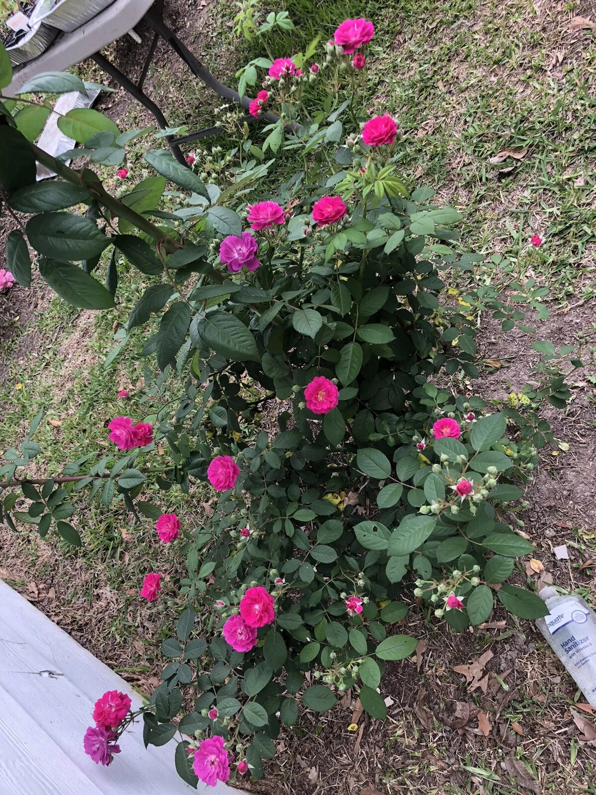 Seven Sisters Rose Cuttings (6) 10-Inch | Rosa Multiflora Climbing Rose