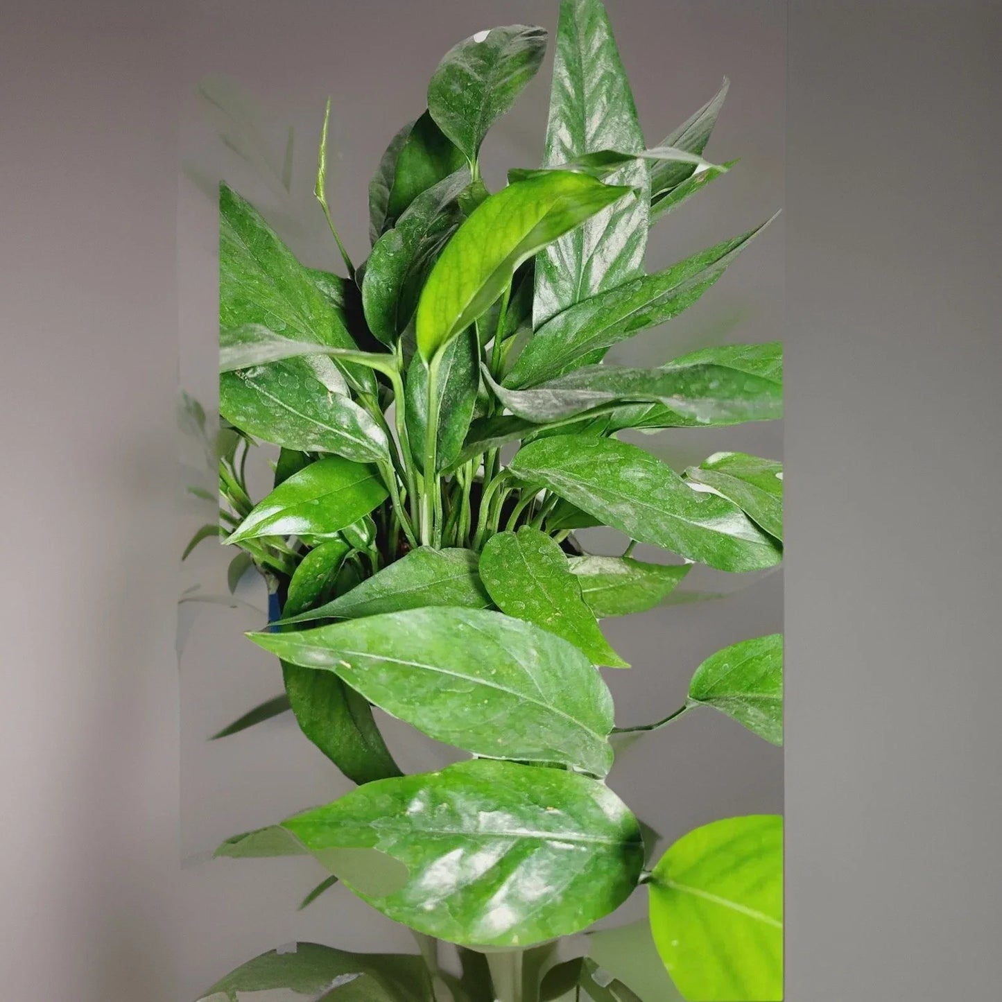 Baltic Blue Pothos Plant - 4-Inch Pot - Rare Epipremnum Pinnatum Indoor Houseplant with Blue-Green Foliage