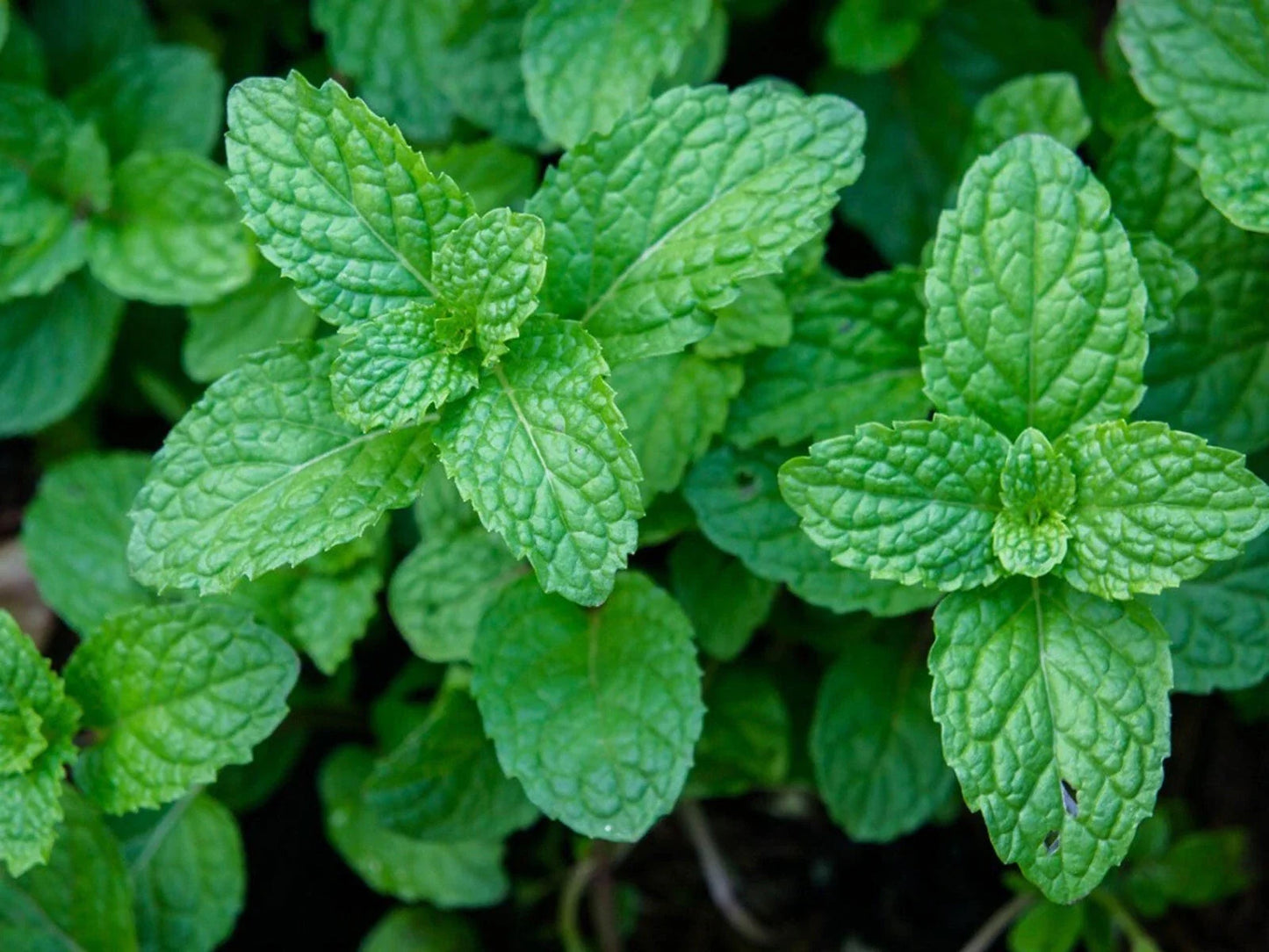 Organic Garden Mint Bush Bare Root Herb Mentha spicata Culinary Spice for Pots & Garden Beds