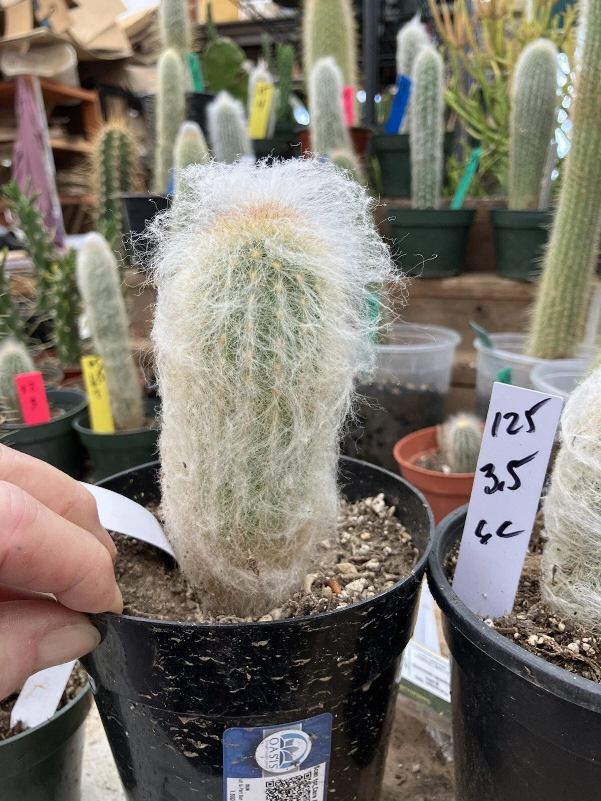 Espostoa lanata Plant | 3.5" Old Man of the Mountain Cactus | Woolly Desert Succulent | Unique Indoor or Outdoor Plant