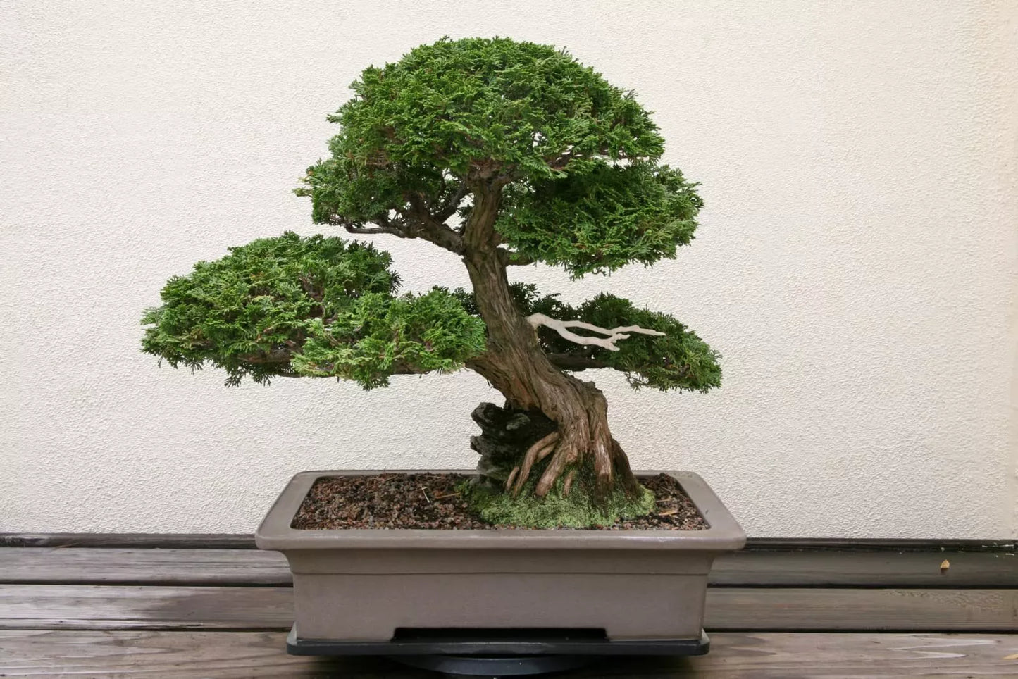 Hinoki Cypress Bonsai Tree Seeds - 20 Seeds - Evergreen Chamaecyparis obtusa - Grow Your Own Compact Bonsai Plant