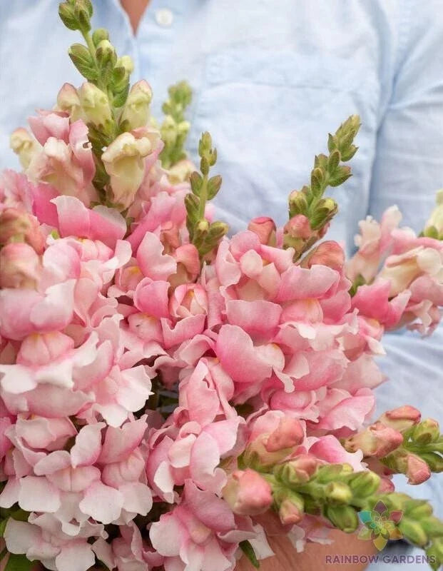 Bridal Pink Snapdragon Seeds - 1000+ Count, Antirrhinum majus, Vibrant Flowering Annual for Garden, Full Sun, Easy to Grow
