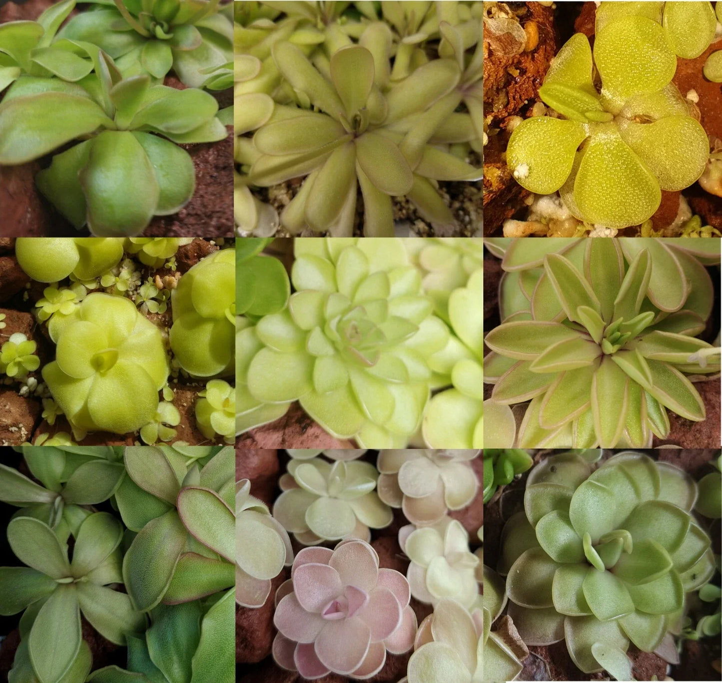 Carnivorous Butterwort Plant - Pinguicula Hybrids - Indoor Insect-Eating Houseplant - 4-Inch Pot