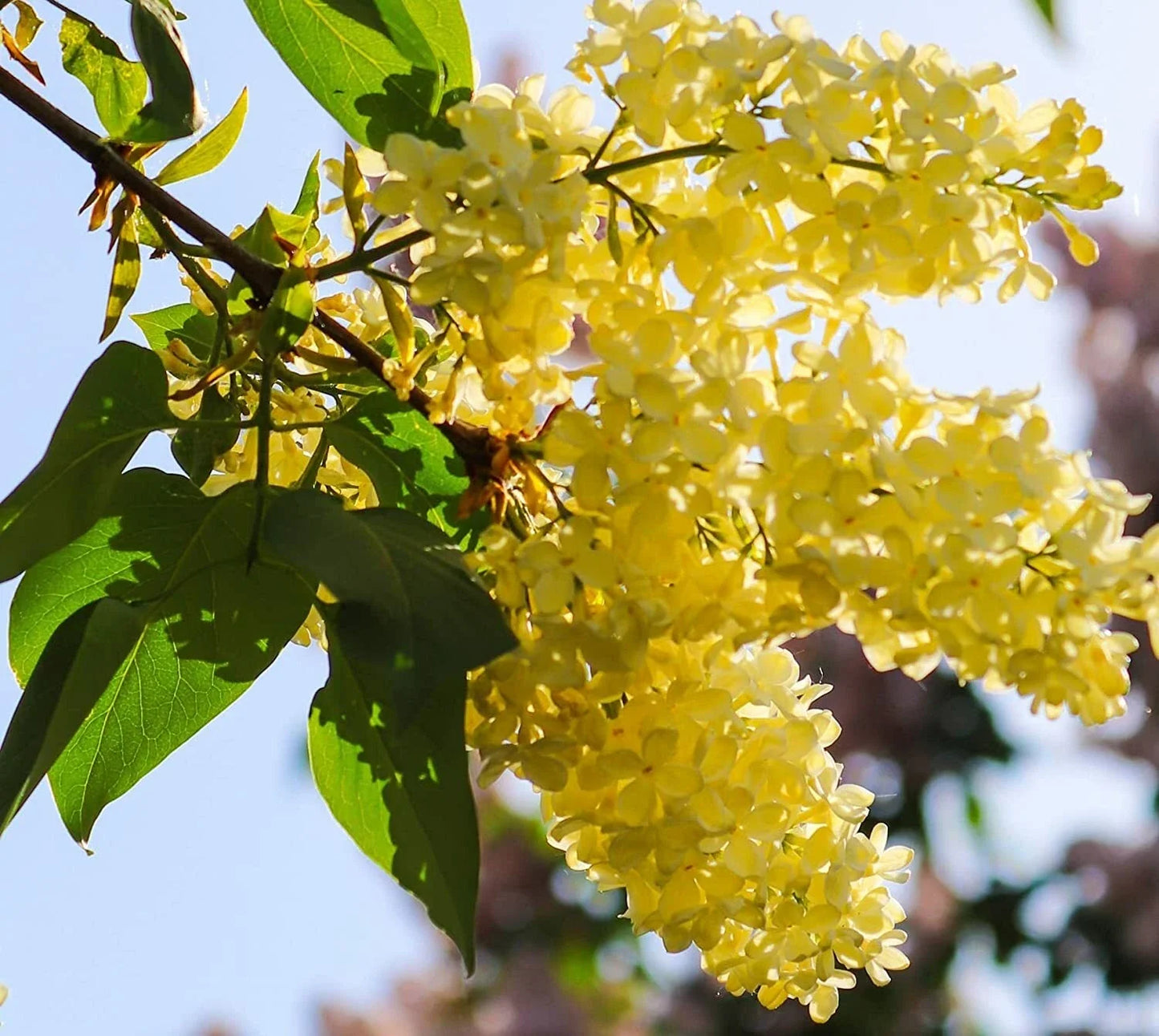 Yellow Lilac Seeds for Planting | 50+ Syringa vulgaris 'Yellow' | Fragrant, Hardy, Bonsai & Garden