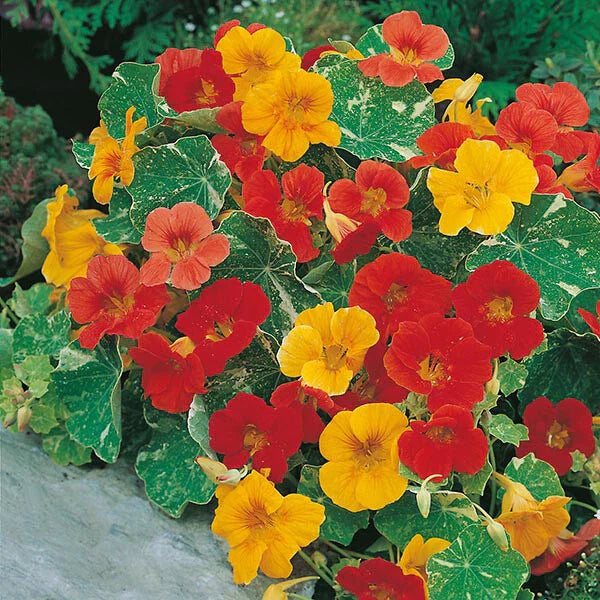 Nasturtium Seeds Alaska Mix | Heirloom Non-GMO Edible Flowers & Leaves