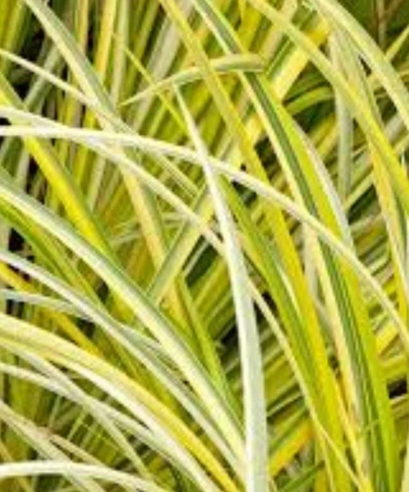 Golden Variegated Sweet Flag Plant - Bare Root Acorus gramineus 'Ogon' for Garden Borders & Low Maintenance Landscaping
