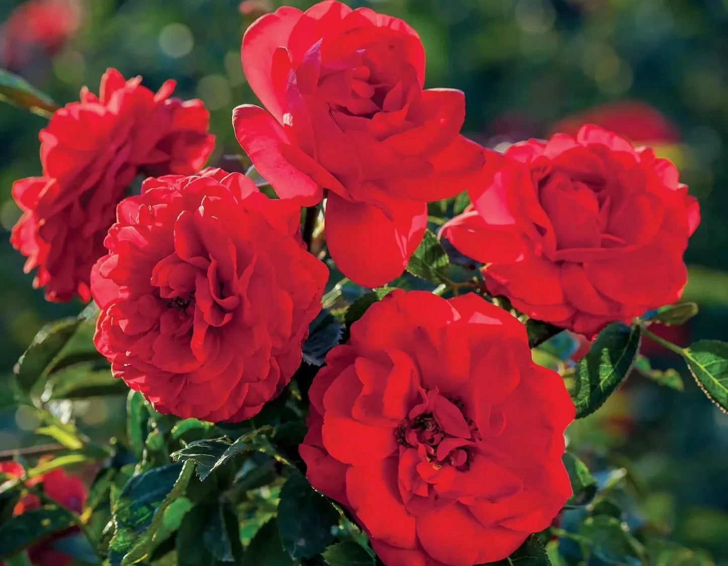 Canyon Road Rose Cuttings - Everblooming Rosa spp. - 6 Healthy Cuttings